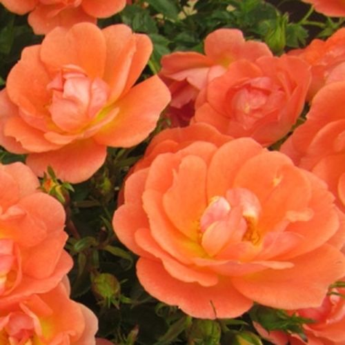 Rosa Tango Showground - trandafir cu parfum discret - Trandafir copac cu trunchi înalt - cu flori mărunți - portocaliu - Christopher H. Warner - coroană curgătoare - ,-